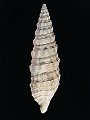 Cerithium varicosum (Brocchi, 1814)
